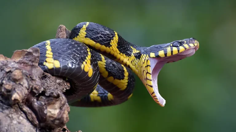 snake bite dream - Mindberg