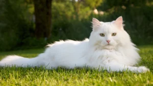 White cat dream meaning -Mindberg
