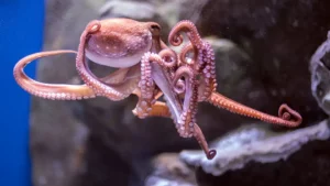 Dream of Octopus Meaning