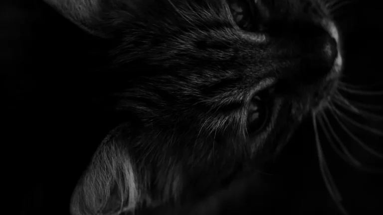 Close-up of a cat emerging from darkness