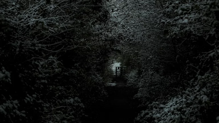 Dark winter path through a forest at night